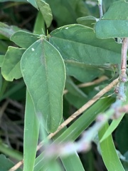 Macroptilium lathyroides