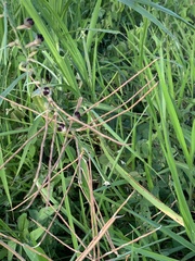 Macroptilium lathyroides