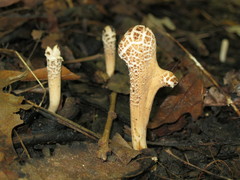 Clavariadelphus americanus