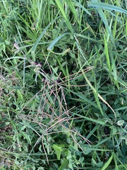 Macroptilium lathyroides