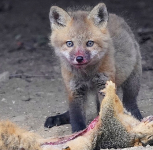 Red Fox photographed in Indiana