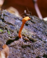Ophiocordyceps variabilis