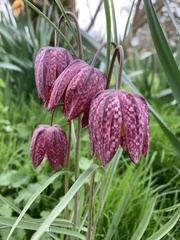 Fritillaria meleagris