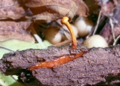 Ophiocordyceps variabilis