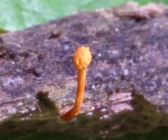 Ophiocordyceps variabilis