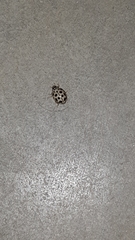 Tytthaspis sedecimpunctata