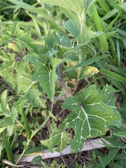 Solanum palinacanthum