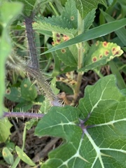 Solanum palinacanthum
