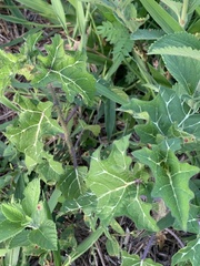 Solanum palinacanthum