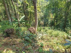 Camellia sinensis assamica