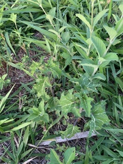 Solanum palinacanthum