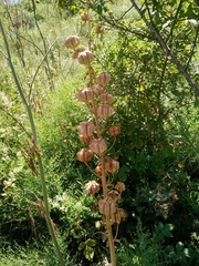 Fritillaria persica