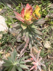 Euphorbia rigida