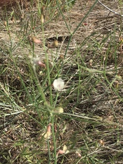 Astragalus convallarius