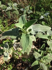 Phlomis viscosa