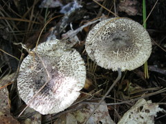Tricholoma squarrulosum