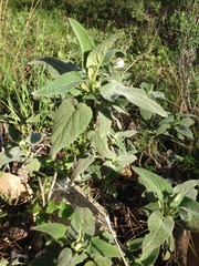 Phlomis viscosa