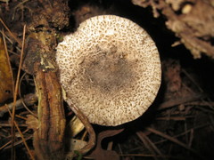Tricholoma squarrulosum