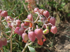 Kalanchoe laxiflora