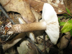 Tricholoma squarrulosum