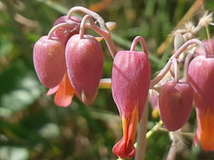 Kalanchoe laxiflora