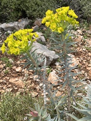 Euphorbia rigida