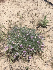 Astragalus calycosus