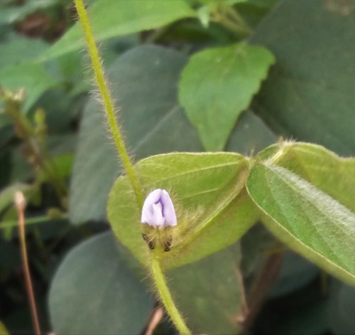 Calopogonium mucunoides iNat (2)