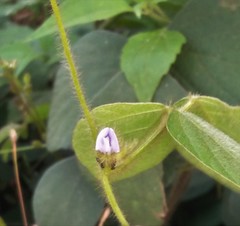Calopogonium mucunoides
