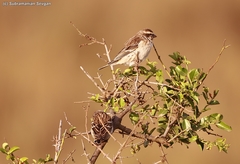 Crithagra reichenowi