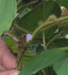 Calopogonium mucunoides