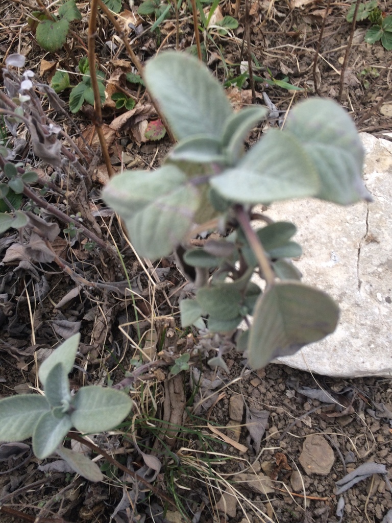 Sage