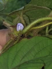 Calopogonium mucunoides