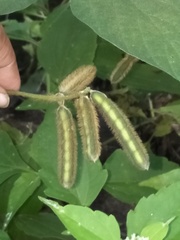 Calopogonium mucunoides