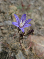 Brodiaea minor