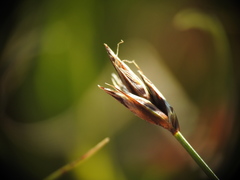 Carex praecox