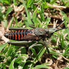 Dictyophorus