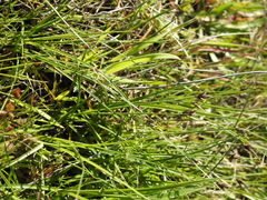 Carex praecox