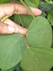 Calopogonium mucunoides