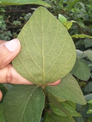 Calopogonium mucunoides