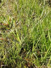 Carex praecox