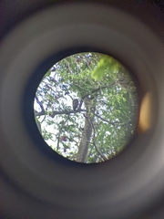 Geranospiza caerulescens