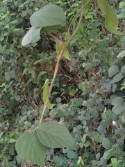 Calopogonium mucunoides