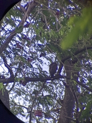 Geranospiza caerulescens