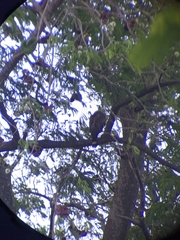 Geranospiza caerulescens