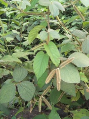 Calopogonium mucunoides