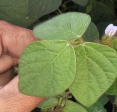 Calopogonium mucunoides