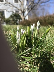 Puschkinia scilloides