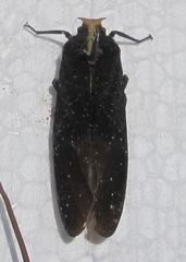 Menenia