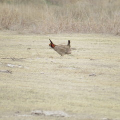 Tympanuchus pallidicinctus